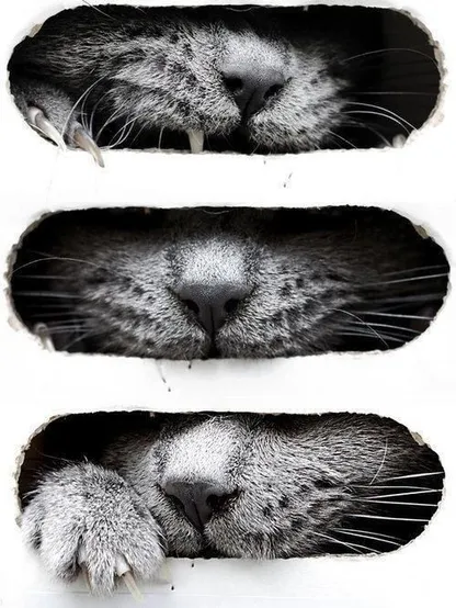 Alt text: Three black and white close-up images of a cat's features through holes in white material. The top image shows the cat's whiskers and nose, the middle image focuses on the nose and upper lip, and the bottom image displays the cat's paw with extended claws.