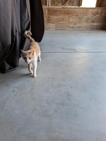 An orange and white cat is walking at you, next to a black stage curtain along a polished concrete floor. Her tail is up, and she looks happy to see you. The background looks like it could be inside a barn.