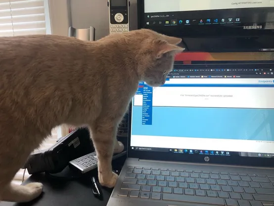 A light brown cat standing on a desk and looking closely at a laptop screen displaying a blue and white interface, possibly a software application or a website. In the background, there's a larger monitor mirroring the laptop screen, and various other desk items like speakers and a smartphone resting on a stand.