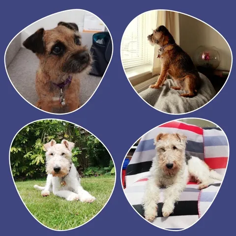 Four images of my two dogs. A cute border terrier and a rescue fox terrier who is a twat, a handsome twat.