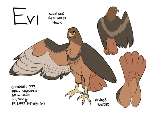 A reference sheet for a Western red-tailed hawk.  It has a front and back view, and a detail panel showing my butt.  The front and back views are a pose of me standing upright with my left wing folded and my right wing extended to show my full coloration.  I have a light blue bird band around my left ankle.  I have a dark brown back and head, with a light red ("rufous") underbelly and a rusty red tail.

It has the following text:
- Evi
- Western red-tailed hawk
- Gender: ???
- 140 cm wingspan
- 60 cm long
- ~1,300 g
- Friendly but very shy
- Always banded (nearby the leg band)