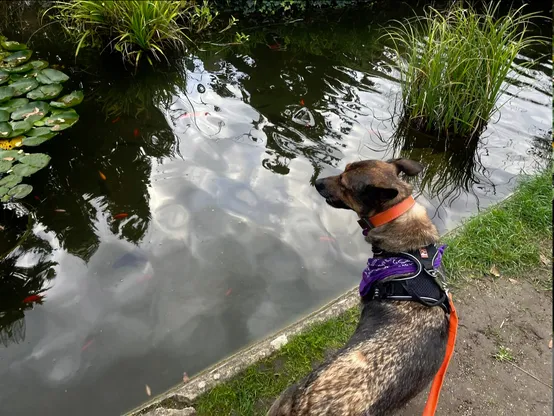 Ma chienne devant un plan d'eau qui présente des poissons aux couleurs chaudes, des nénufars ainsi que des machins aux longues feuilles (oui c'est technique écoutez)

Ma chienne porte un bandana violet, un collier orange et un harnais noir auquel est attachée une laisse orange
Elle regarde en direction de l'eau