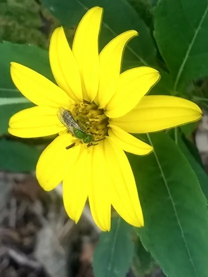 Metallic green sweat bee, Agapostemon virescens on bright yellow annual sunflower. The bee has a shiny green head and thorax. Her abdomen is striped black and white.