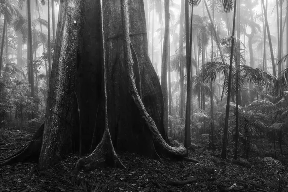 black and white rainforest in Australia on a foggy day. Big tree in the foreground