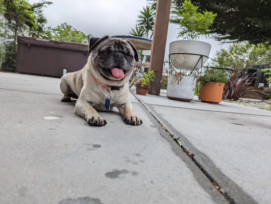 Fawn pug sitting like a sphinx on the floor with his tongue out, looking happy