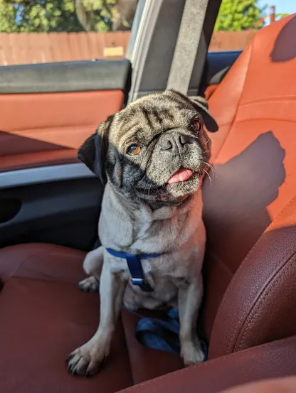 Fawn pug sitting in a reddish brown passenger seat, a little headtilt, looking at the person behind the camera. His tongue is out a little bit and his expression shows happiness and curiosity.