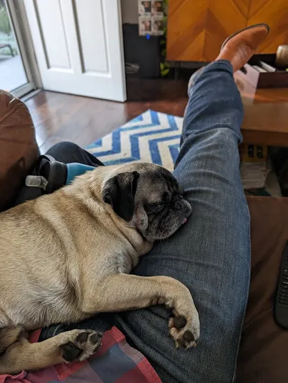 Fawn pug splayed out sleeping on a person's lap/thighs. A little bit of his tongue is sticking out and he looks very comfortable..