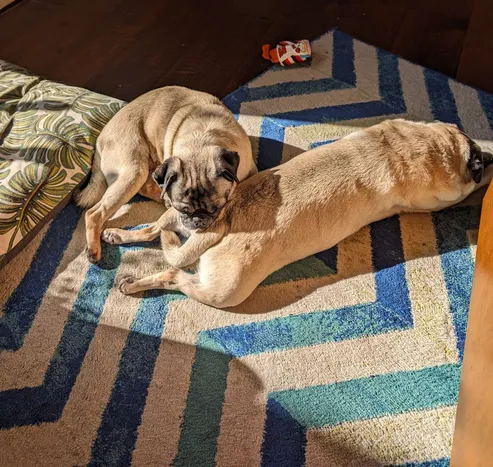 Two fawn pugs sleeping on the floor. One is sleeping on top of the other's butt and they are both enjoying the sun shining in from a window nearby.