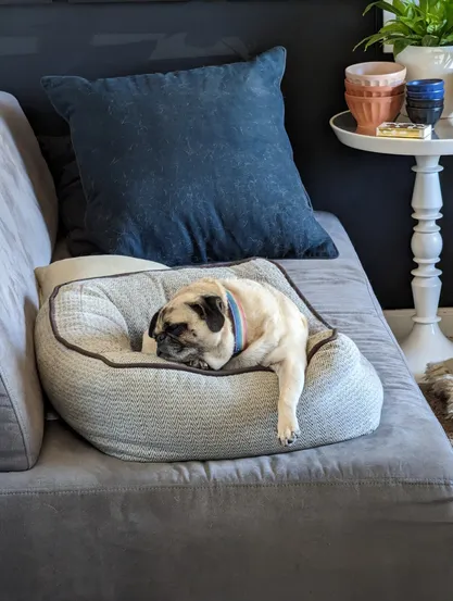 Fede the Pug, sleeping in his bed with one paw hanging out the side 