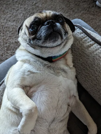 Fede the Pug, belly up looking at the camera expecting more belly rubs