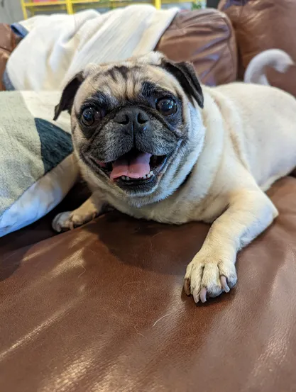 Fede the Pug looking at the camera, tongue out, with a happy expression on his face