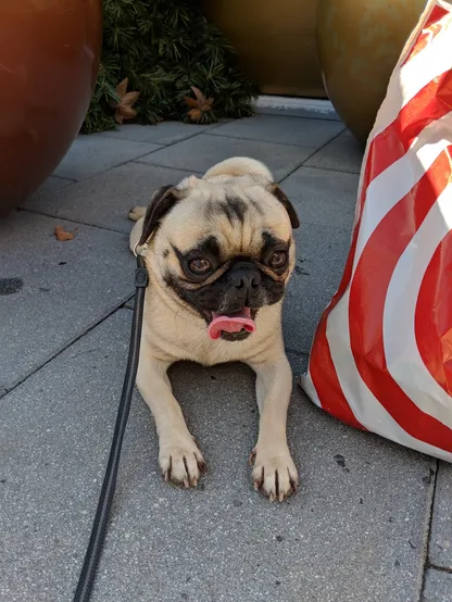 A much younger Fede the Pug next to a Target shopping bag on the day we adopted him