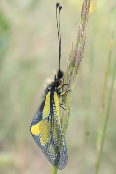 Photo macro d'un Ascalaphe Souffré (Libelloides Coccajus)