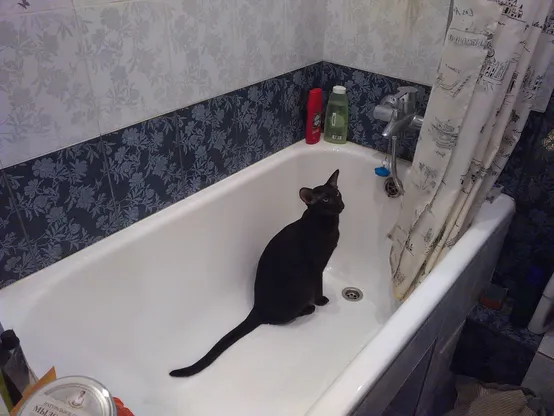 Alt text: A black cat sitting in an empty white bathtub, looking up. There are various bottles of bathing products on a ledge and a patterned shower curtain partially drawn to the side.