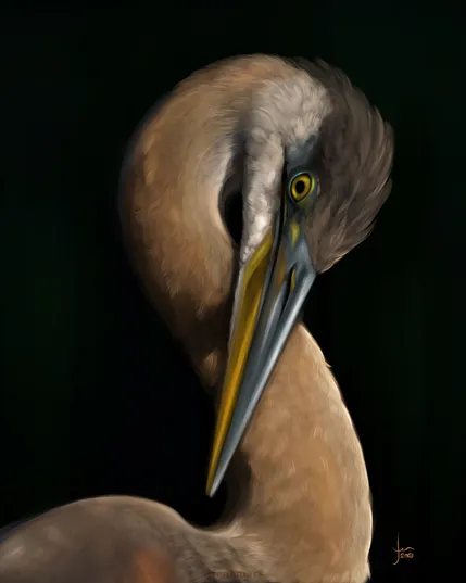 Painting of a portrait of a great blue heron in soft, warm light on a dark background. The neck is twisted into a loose figure eight with the bird looking towards the viewer. 