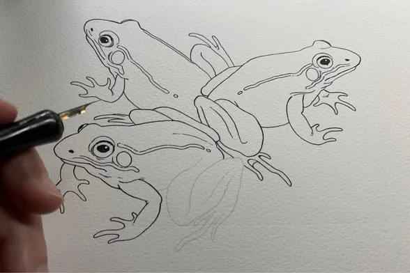 Drawing in process of three frogs. A hand holding a dip pen is in the foreground.