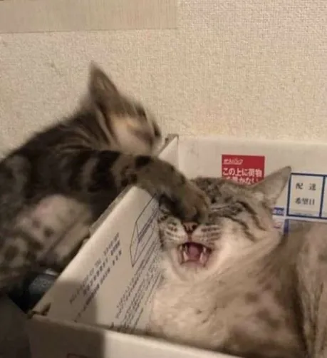 Alt text: A blurry kitten seems to be playfully patting the face of a larger cat who is lying inside a cardboard box with its mouth open in a possible yawn or meow.