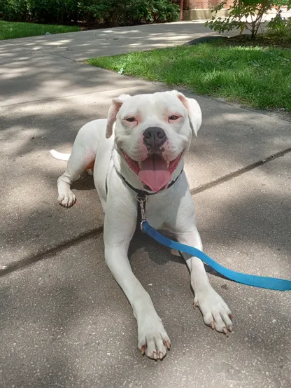 A white dog lays on a sidewalk with his front legs stretched forward. His mouth is slightly open and his tongue is partially out as if he is panting lightly. He looks happy.