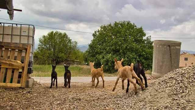 Five goat kids are running away from the camera across a gravel patch and towards a field with grass and two trees. 