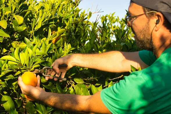 Side profile of an unshaven man with glasses (me), wearing a blue cap and green t-shirt, cutting an orange off its tree using some green and black secateurs.

The sky is blue and the golden sun illuminates the scene.