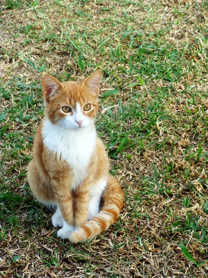 Alt text: An orange and white cat with striking eyes sitting attentively on a patch of grass.