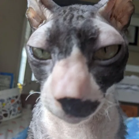 Alt text: Close-up of a Sphynx cat looking directly at the camera with its large green eyes partly squinted. The cat's skin appears hairless and has a grey and white color pattern, with a prominent black nose and whisker pads. The background is blurred, with indistinct shapes suggesting an indoor setting.