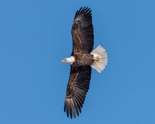 Image of a bald eagle in flight in blue sky. The eagle is facing towards the left of the frame but it underside is facing the camera with its wings spread out up and down in the frame.  Bald eagle have white head feathers, brown body and wing feathers, white tails, yellow legs with sharp talons, and sharp yellow beaks.