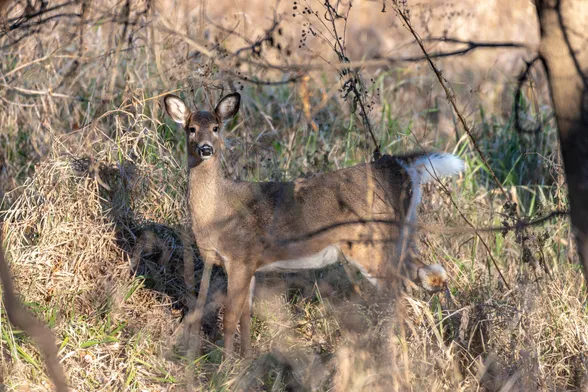 Image of a white tailed deer in a woodland setting. The deer is facing left with its head turned to face the camera. White tailed deer have a white underbelly fur and white fur under their tails and the remainder of their fur is brown. They have large ears, dark eyes, and long snouts that end in a large black nose. In the foreground are out of focus trees and branches and in the background are tall grasses.