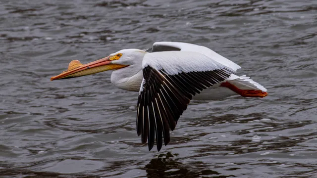 Image of an American white pelican flying over dark water. White pelicans have white body feathers except for black flight feathers, orange feet, long, pointed orange bills with a horn on it that is closer to the tip than the face, and orange flesh around its pale blue eyes.