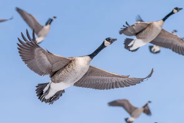 Image of a Canada goose in flight in a blue sky with out of focus Canada geese in the background. Canada geese have white belly feathers, brown tail, back, wing, and chest feathers, black neck and head feathers, they have white markings on their face, dark eyes, and black feet and bills.