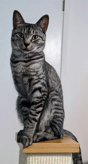 A grey and black striped tabby cat, sitting very straight on the top of a square scratching post pillar. He's looking straight ahead, with an inscrutable look on his face.