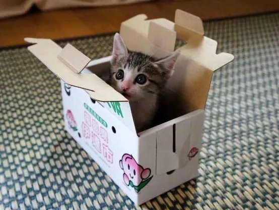 A cute kitten with gray and white fur peeking out from inside a small cardboard box on a woven mat.