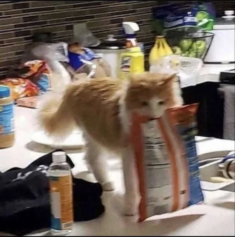 Alt text: A blurry image of an orange and white cat standing with its body through a large, torn cat food bag on a cluttered kitchen counter.