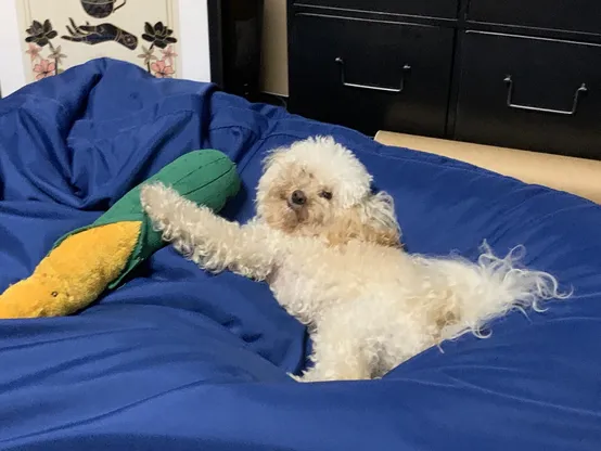 A tan toy poodle lounges in a large blue beanbag, his outstretched paw protectively on a plush corn on the cob dog toy that’s longer than he is