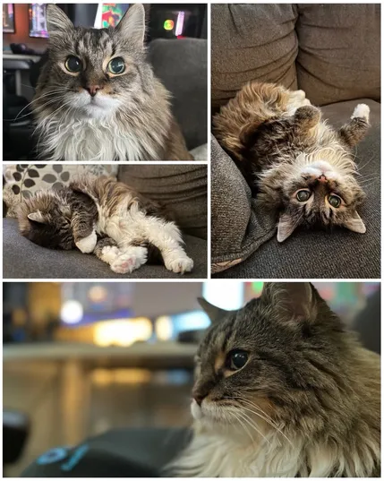 photo collage of a maine coon cat, looking at camera, upside down on couch, curling up cozy and a profile shot