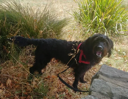 A black shaggy labradoodle in a red harness stands on some grass, looking with open mouth at the camera