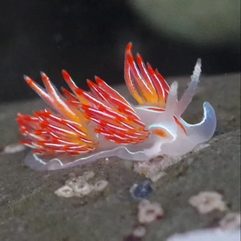 Horned Nudibanch. It is a sea slug! It has a translucent white body and bright orange-red frills along its side.

The frills on its side are called cerrata. Cerrata contain stinging cells to protect the nudibranch from predators.

It has two antennae-like horns on its head. These are called rhinosphores. The rhinosphores sense light, darkness, smells, and tidal currents.

It has two mouth tentacles that are used for navigation and sensing prey. They are curled upwards like a mustache.
