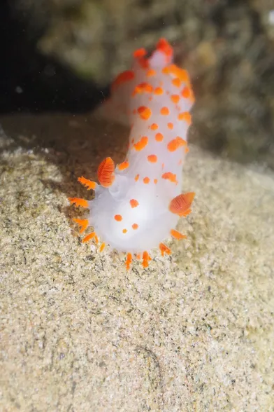 Clown dorid. This nudibranch has a white body and is covered with bright orange spots. It has beard-like orange mouth tentacles and two orange rhinosphores.