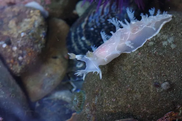 Festive tritonoid. This nudibranch looks like an eldritch sea god!

It is a pink-white color, with bright white lines in diamond patterns on its back.

It has branching cerrata rising in clumps off its sides.

It has a row of pointed white mouth tentacles, which are currently raised in an arc, pointing off-camera. Two of the tentacles point downward, looking like fangs.