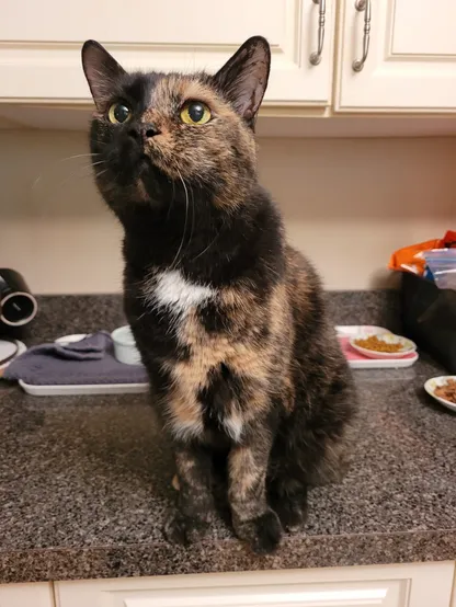 Lily, a black and orange tortoiseshell cat, sitting on the counter looking at something above the camera.
