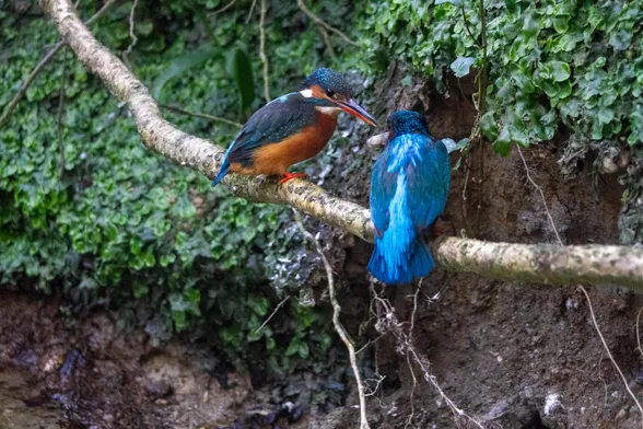 Two Beautiful Kingfishers sitting on a perch, one handing a small fish to another