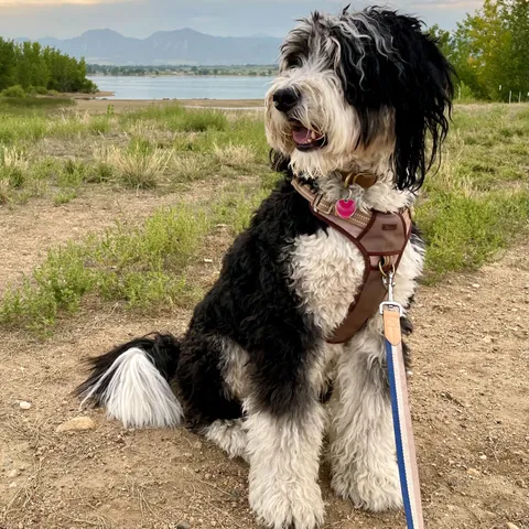 A picture of a bernedoodle dog sitting in front of a green field, a lake, and some tall mountains. The dog has shaggy curly hair, is black on his back, and white on his chest, paws, and snout. He has a fluffy tail and is looking left, off into the distance. 