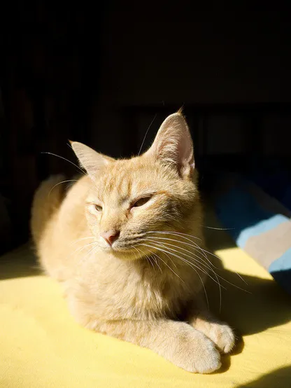 Alt text: An orange tabby cat lying on a yellow surface, bathed in sunlight casting a warm glow, with shadows in the background.