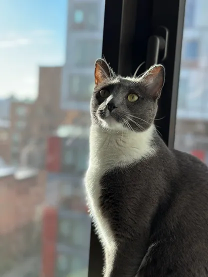 A portrait of my gray/white tuxedo cat Draco in front of a window.