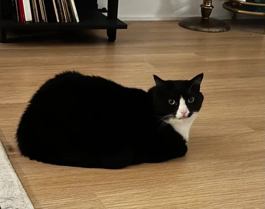 My black/white tuxedo cat Junior sitting in the loaf position.