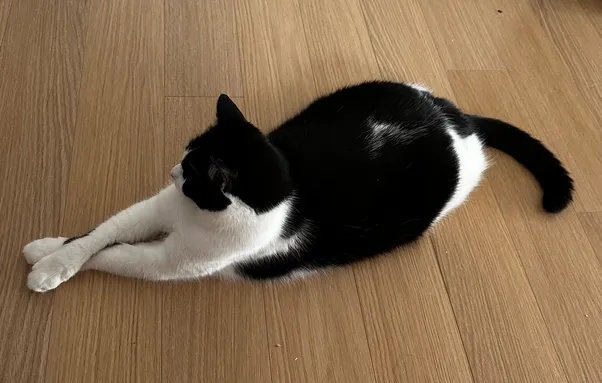 My black/white tuxedo cat Andy. Paws crossed.