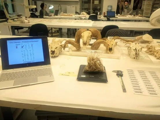 Photograph of a working table in an archaeological laboratory. Computer on foreground, with animal skeletal remains strewed around. Skulls from sheep and goats in background. Some bones being weighed on a scale. Calipers and archaeological labels to side