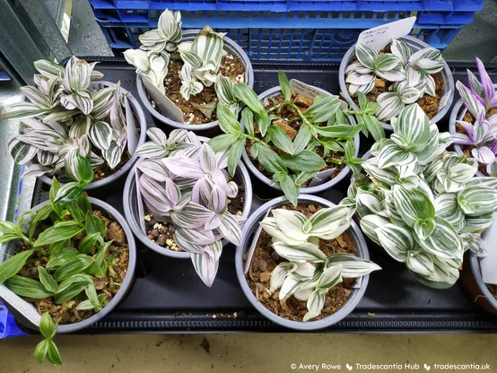 Tray of ten small pots with different Tradescantia Continental Group plants. They're all compact growing and variegated with stripes in pink, white, or cream.