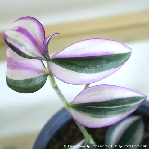 Stem of Tradescantia zebrina 'Quadricolor' which has silver and green leaves with bold random sectors of pink and white.