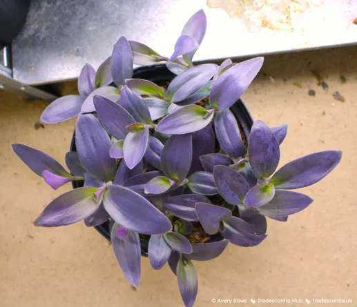 Tradescantia pallida 'Purple Pixie', with large bright purple leaves.